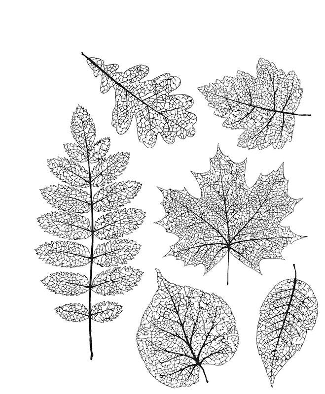 Leaf Veins Clear Stamp, Botanical Silicone Stamp for Scrapbook Cards