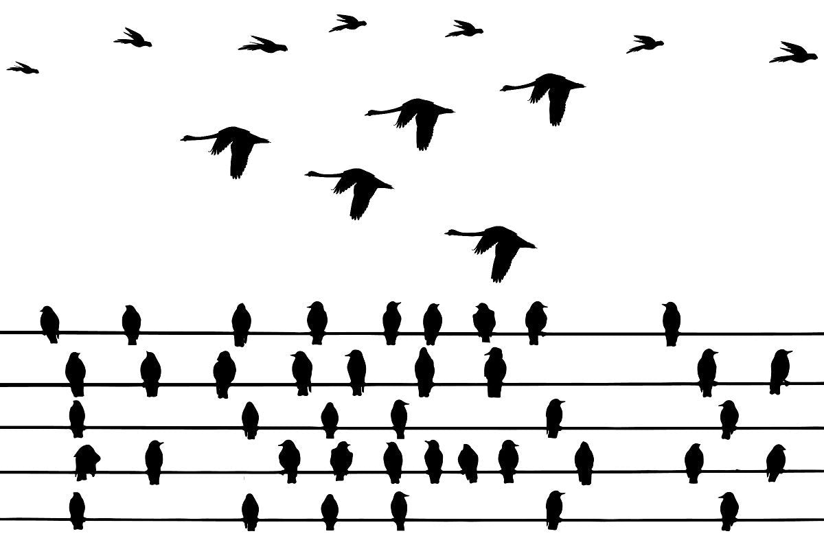 Birds on a Wire Clear Stamp Set for Cards and Scrapbooks